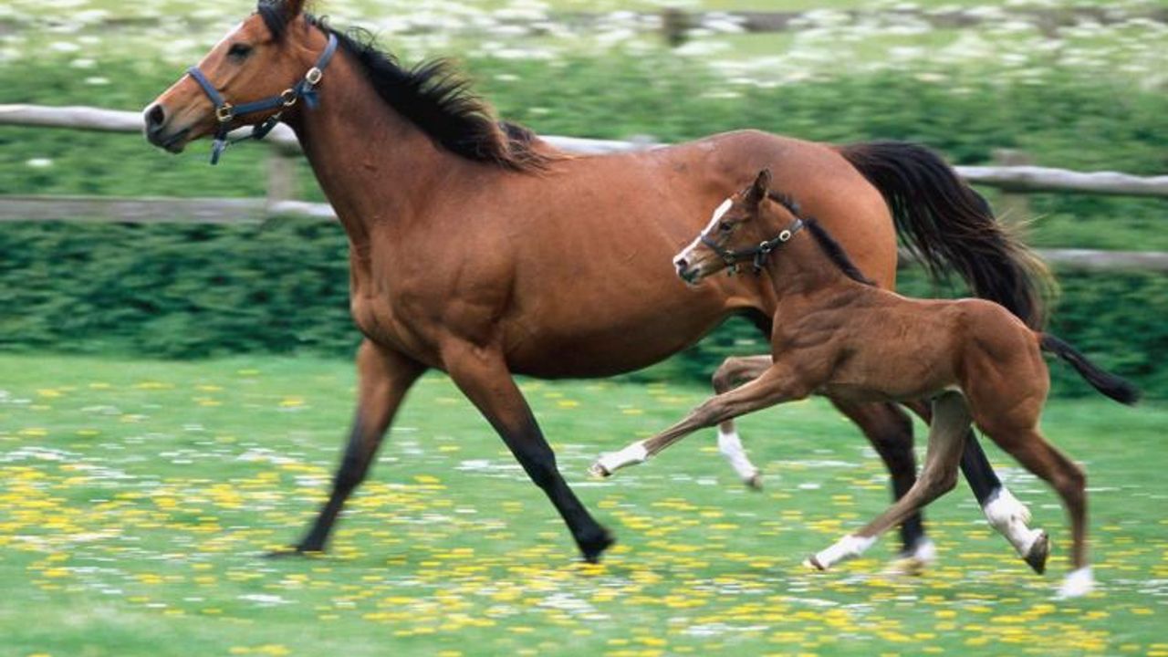 Atlar, hayat sigortası ile koruma altında