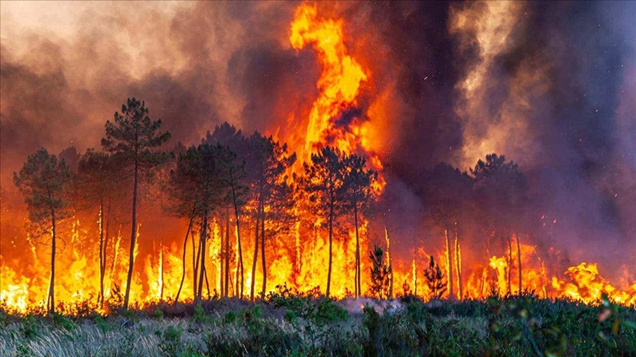 Orman yangınlarına karşı sigorta önlemi!