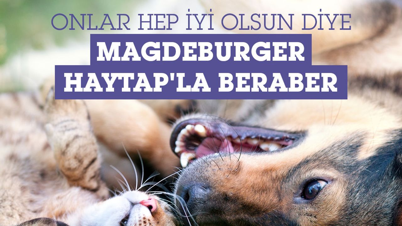 Magdeburger Sigorta ve HAYTAP'tan sahipsiz hayvanlar için iş birliği