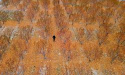 Zirai dondan etkilenen 5 bin dönümlük bahçenin zararı TARSİM tarafından karşılandı