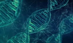 Araştırma: Erkek cinsiyetini belirleyen Y kromozomu yok oluyor