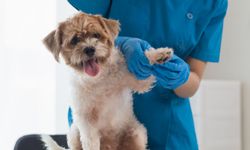 Sigorta pazarı patili büyüyor