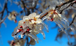 Zirai don uyarısı: Üreticilere “TARSİM’e hasar ihbarını ihmal etmeyin” çağrısı