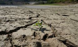 Kuraklık tarımı zorlarken sigorta sistemleri çiftçi için güvence oluyor