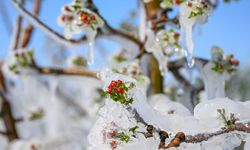 TBMM'nin zirai don raporunda dikkat çeken öneri: "Tarım sigortası" zorunlu hale getirilmeli!
