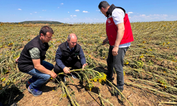TARSİM heyeti Tekirdağ’da dolu ve fırtına hasarlarının etkilerini inceledi