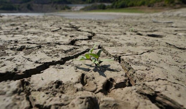 Kuraklık tarımı zorlarken sigorta sistemleri çiftçi için güvence oluyor