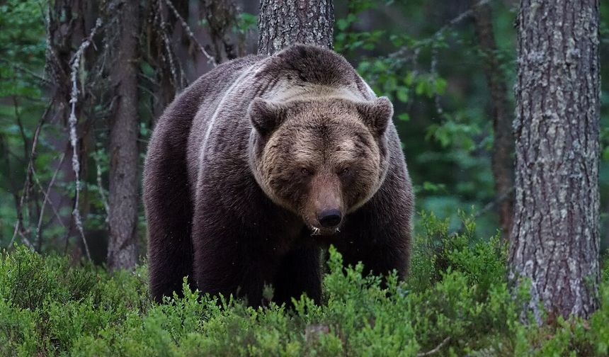 Ayılara karşı sigorta paketi