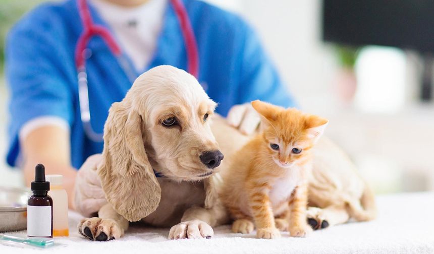 Evcil hayvan sigortası nedir, ne kadar koruma sağlar?