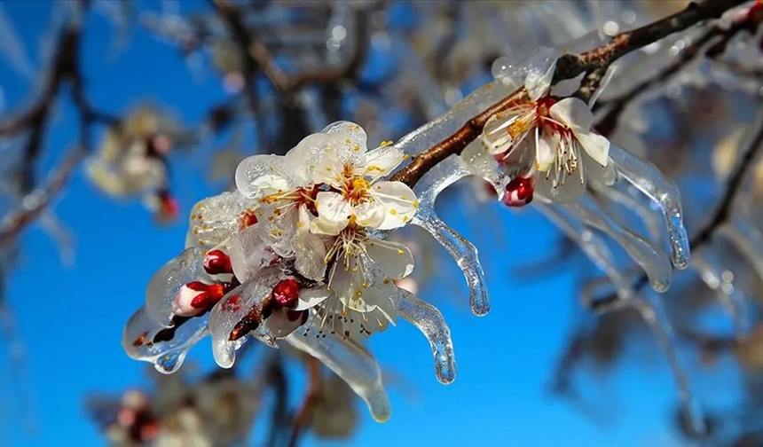 Zirai don uyarısı: Üreticilere “TARSİM’e hasar ihbarını ihmal etmeyin” çağrısı