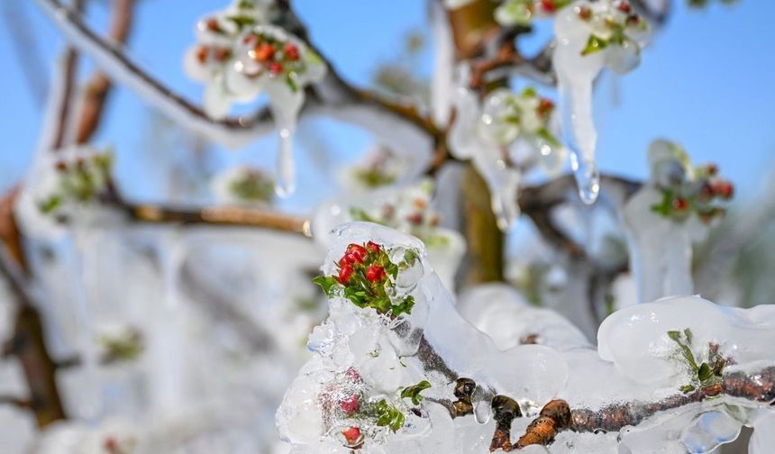 TBMM'nin zirai don raporunda dikkat çeken öneri: "Tarım sigortası" zorunlu hale getirilmeli!
